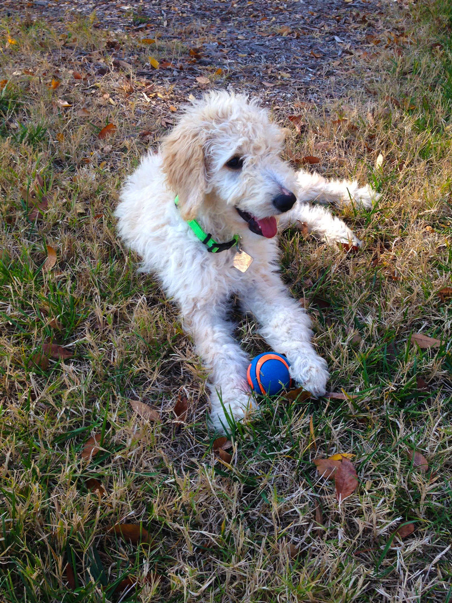 picture of golden doodle puppy on the grass
