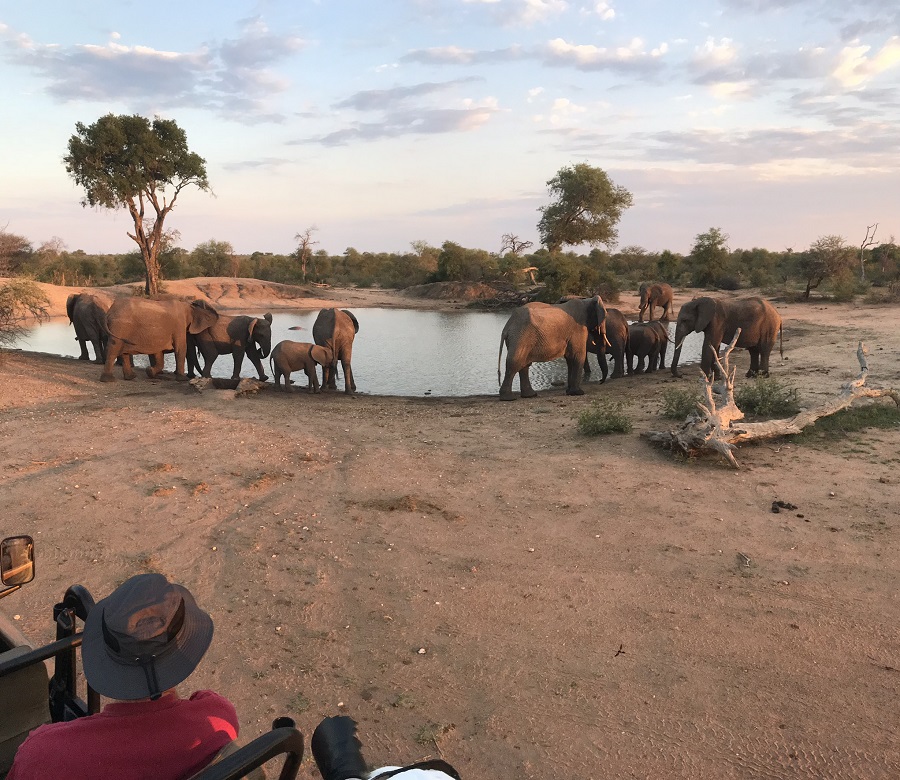 Elephants drinking from water hole in South Africa