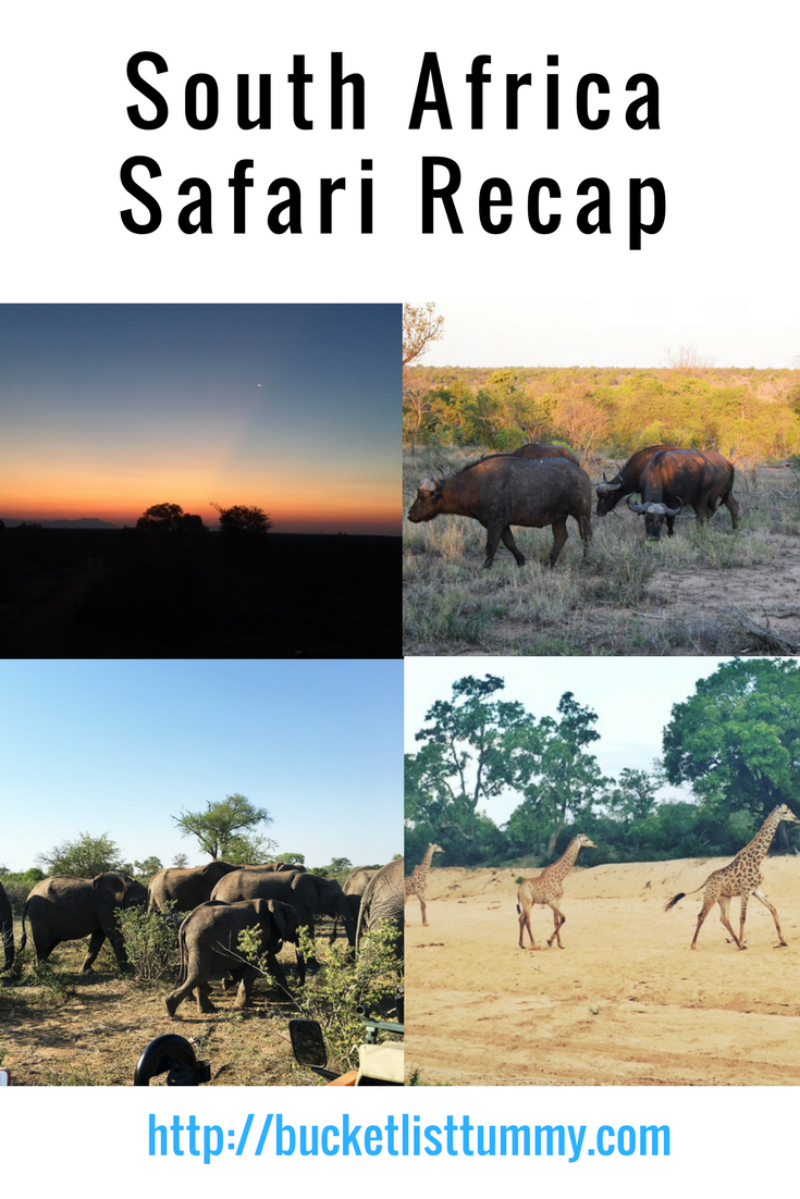 South African Safari Recap 