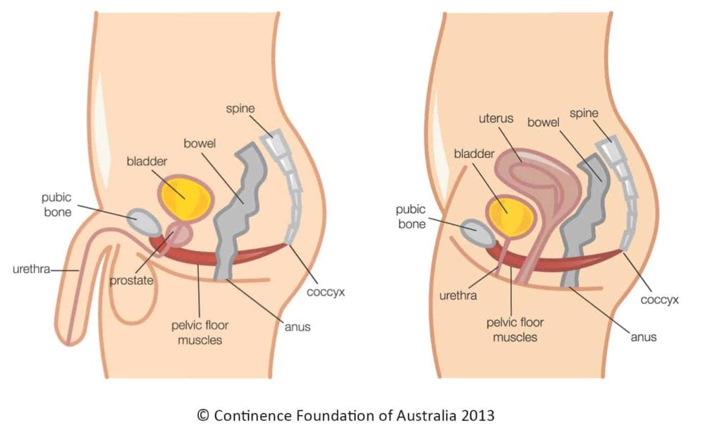 Why I Wanted to See a Pelvic Floor/Women's Health PT Specialist