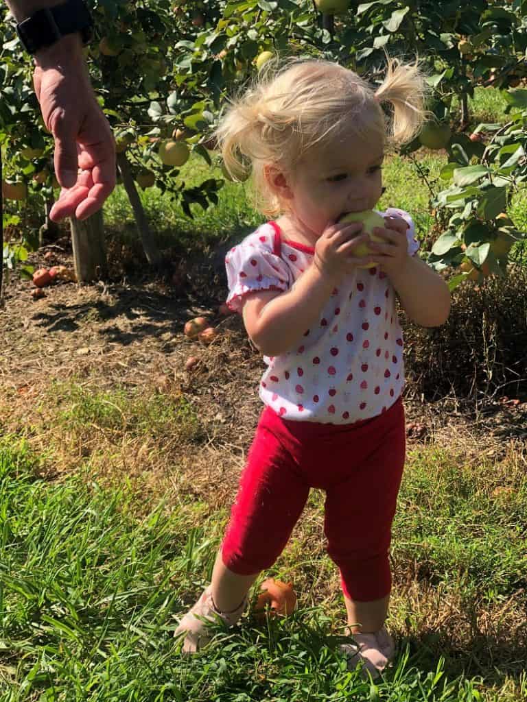 Toddler holding apple in apple orchard | Bucket List Tummy