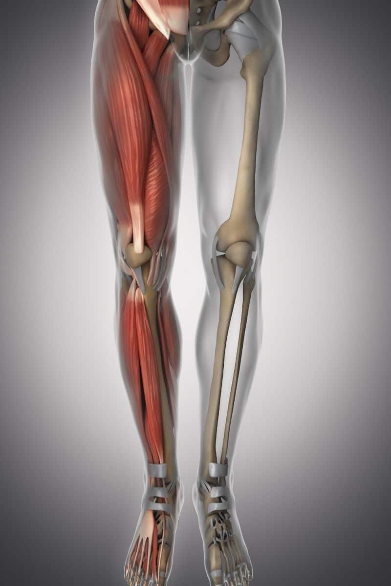 showing legs with muscle, bones and tendons